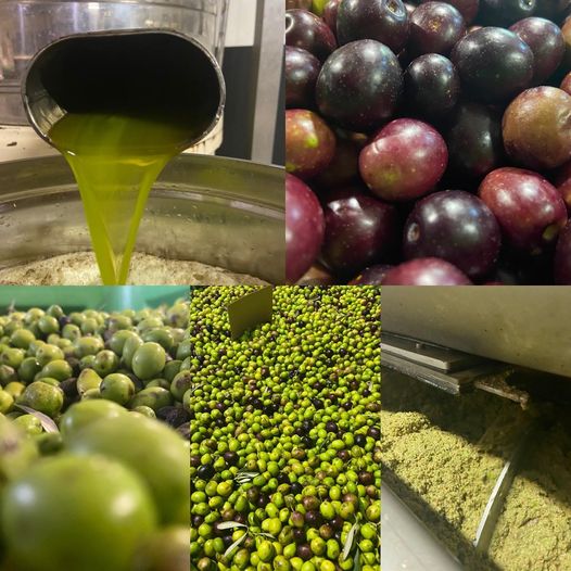 Huile d'olives AOP